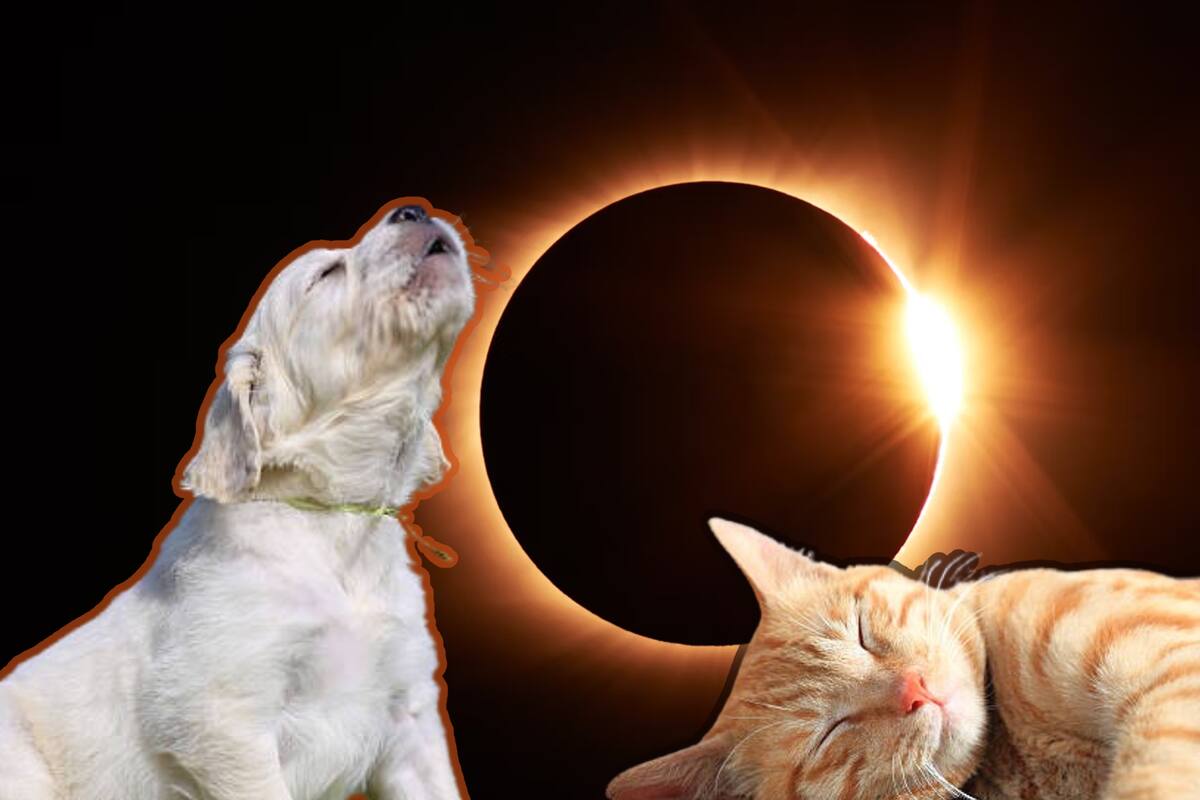 Eclipse total de Sol: Esto es lo que les puede pasar a tus mascotas