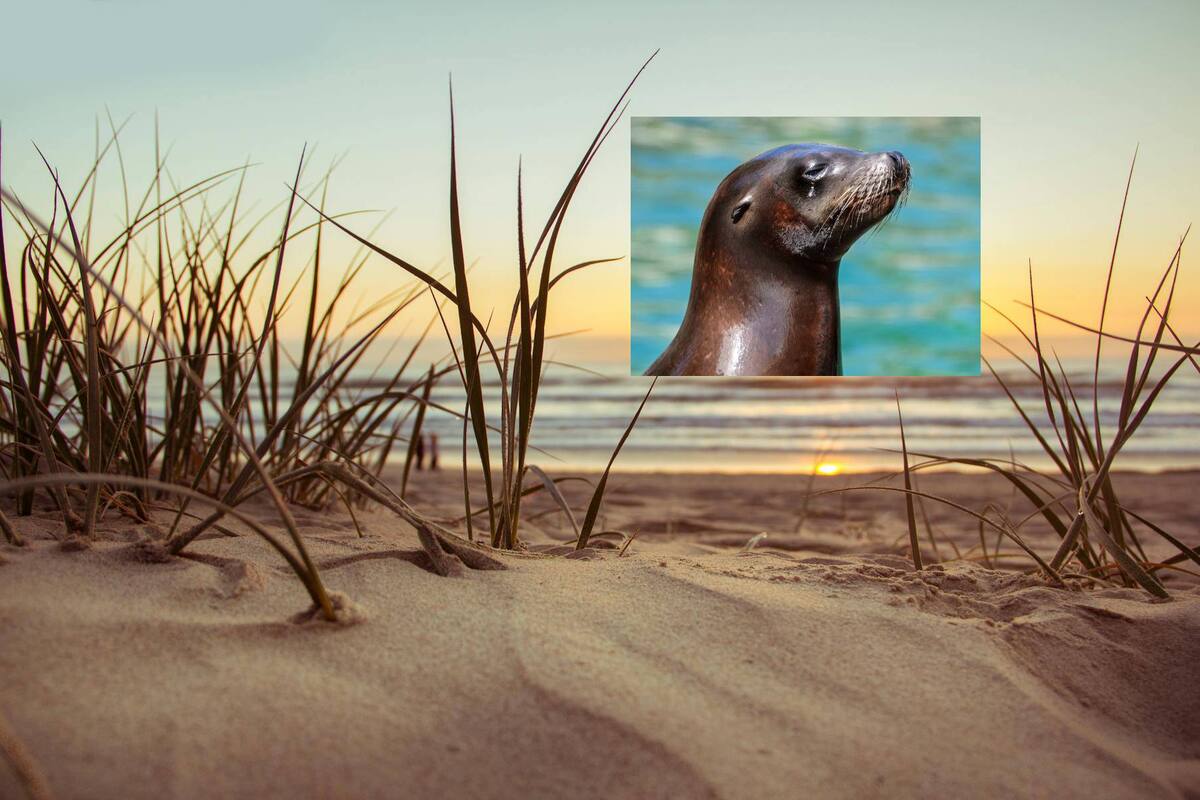 Aparecen focas muertas en playas del Ciudad del Cabo; investigan como se contagiaron con rabia