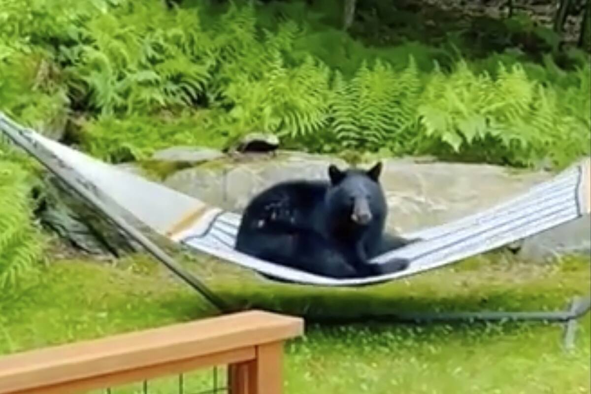 Video: Graban a oso tomando un pequeño descanso en la hamaca de su patio