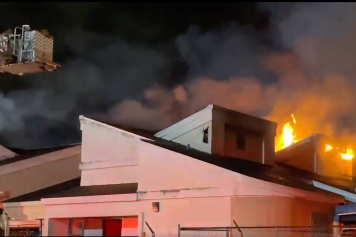Mueren más de 20 gatos al incendiarse refugio de animales