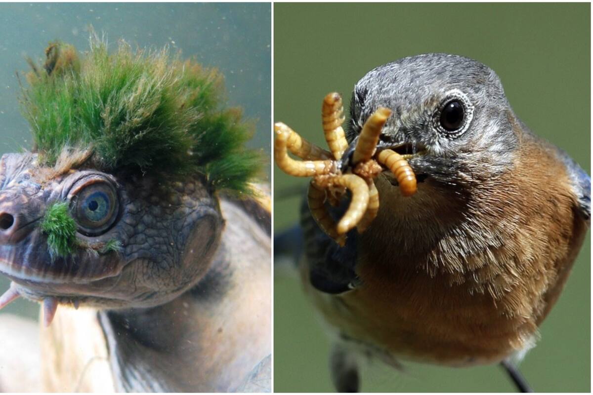 Las lágrimas de aves y reptiles, no muy diferentes a las de los humanos