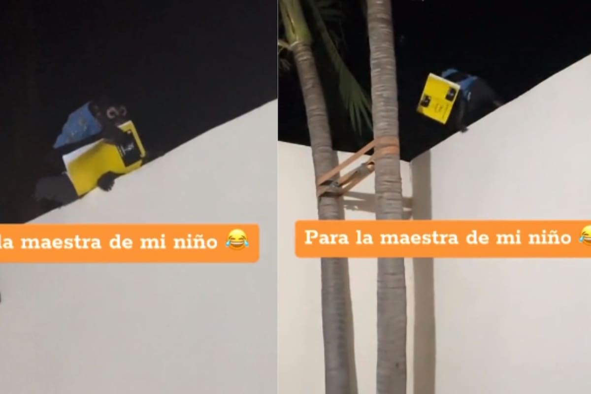 VIDEO: Chango se hace viral por ‘robar’ la tarea de un niño