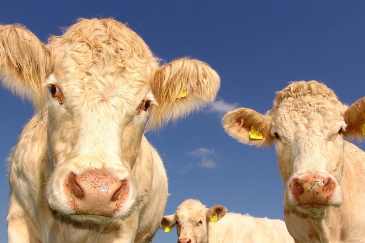 Vacas curiosas se cuelan en un informe meteorológico en vivo