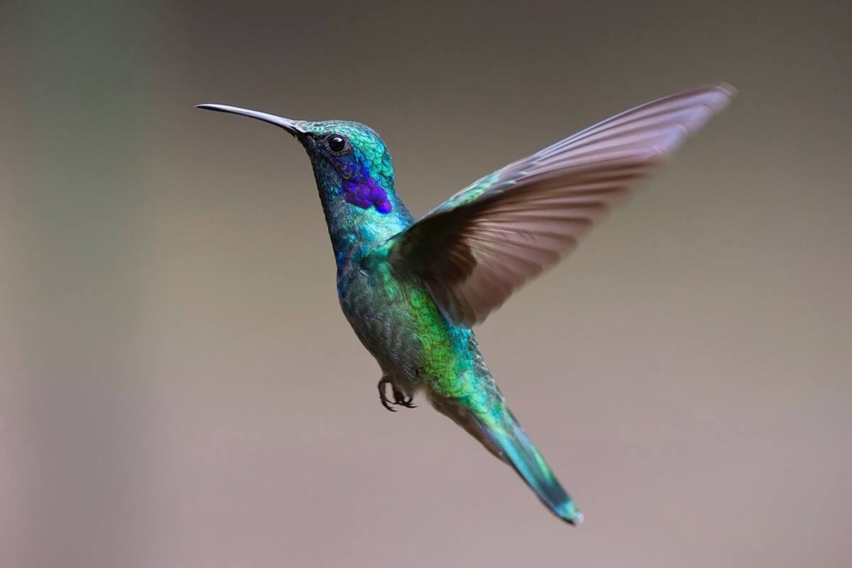 Colibríes en peligro de desaparecen por amarres de amor en brujería