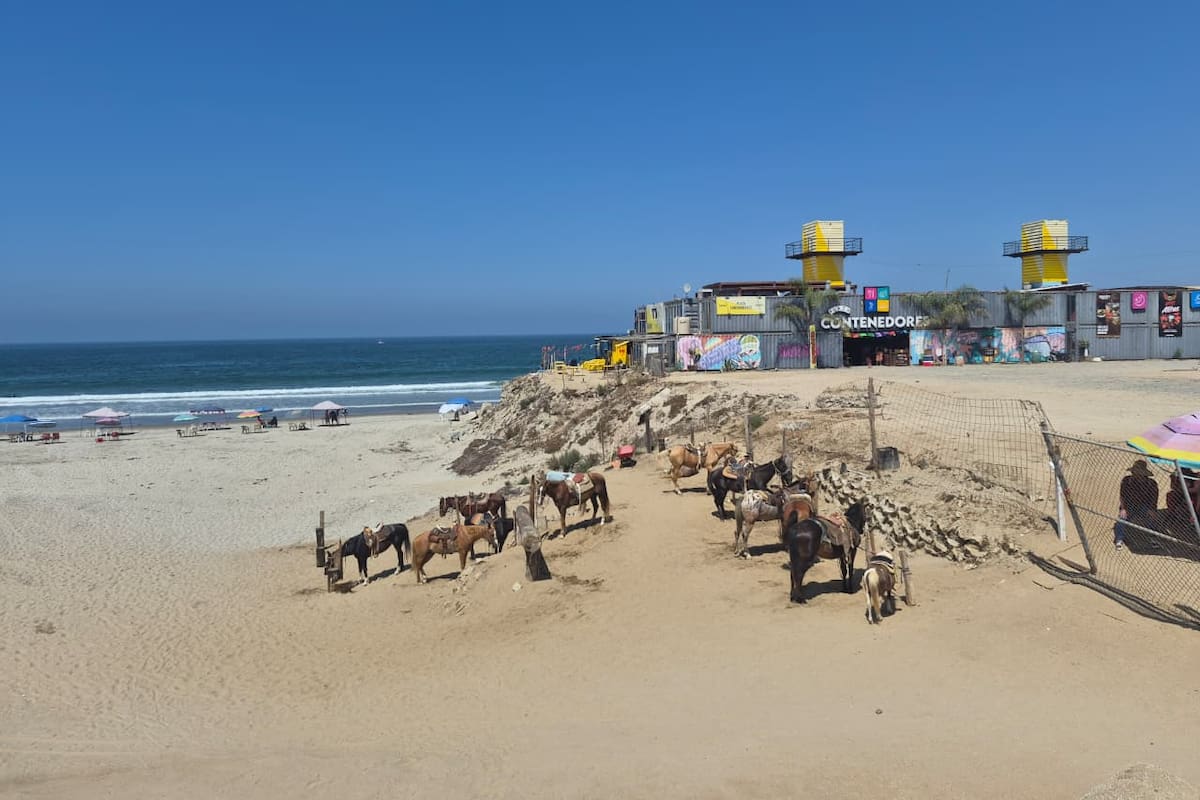 Denuncian maltrato animal tras muerte de caballo en Playa Hermosa