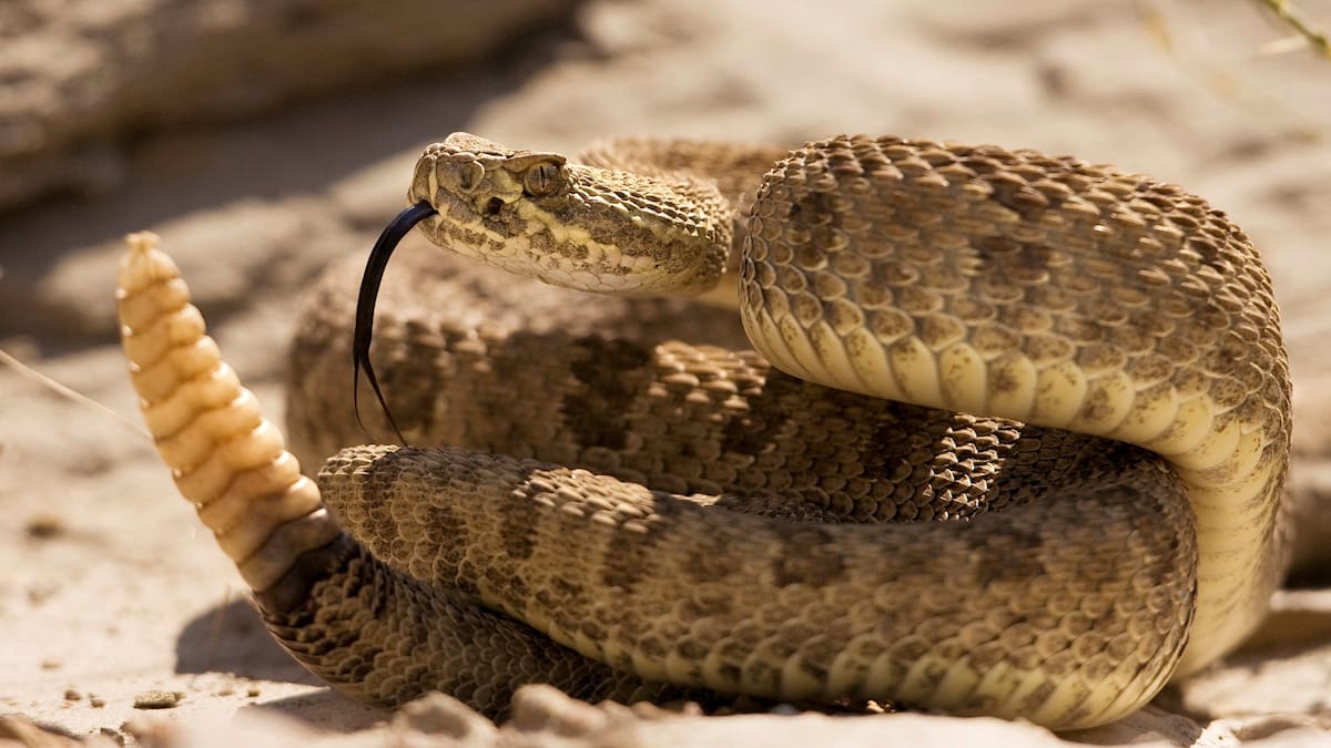 Científicos crearon una serpiente de cascabel robótica y descubrieron que decenas de animales reaccionan con miedo al sonido incluso sin haber visto nunca a estos reptiles
