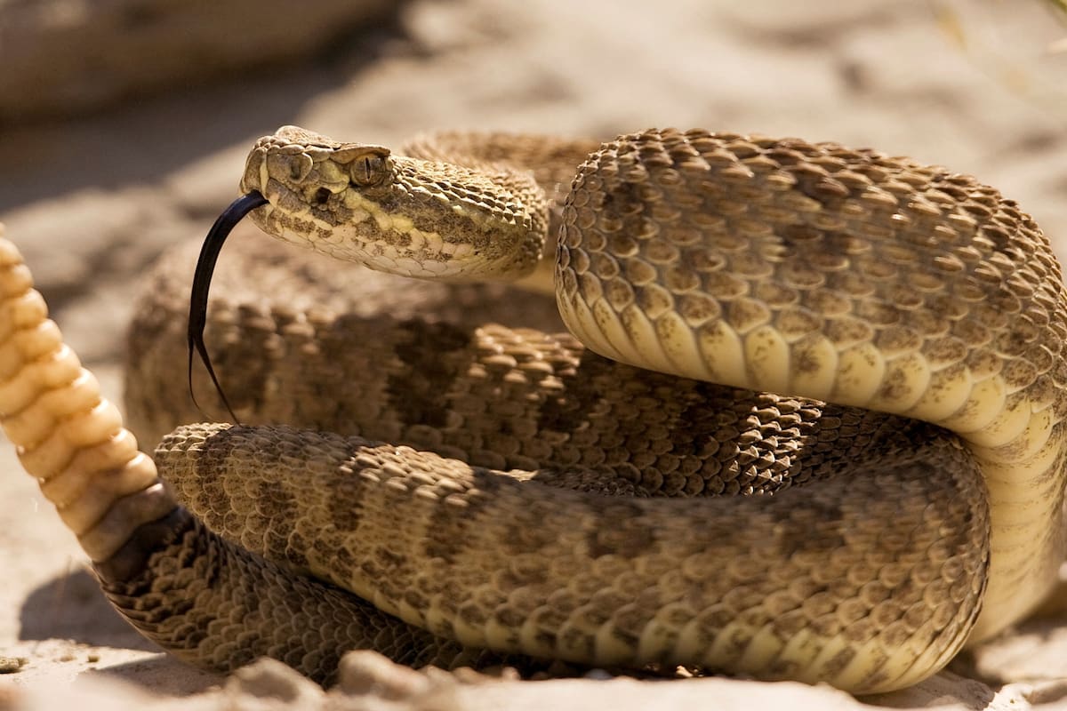 Científicos crearon una serpiente de cascabel robótica y descubrieron que decenas de animales reaccionan con miedo al sonido incluso sin haber visto nunca a estos reptiles