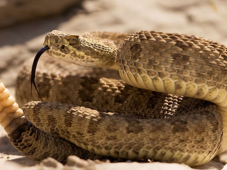 Científicos crearon una serpiente de cascabel robótica y descubrieron que decenas de animales reaccionan con miedo al sonido incluso sin haber visto nunca a estos reptiles