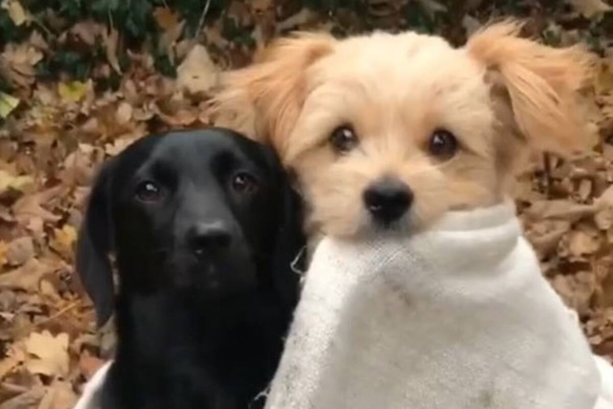 Perritos abrazados enternece a las redes sociales