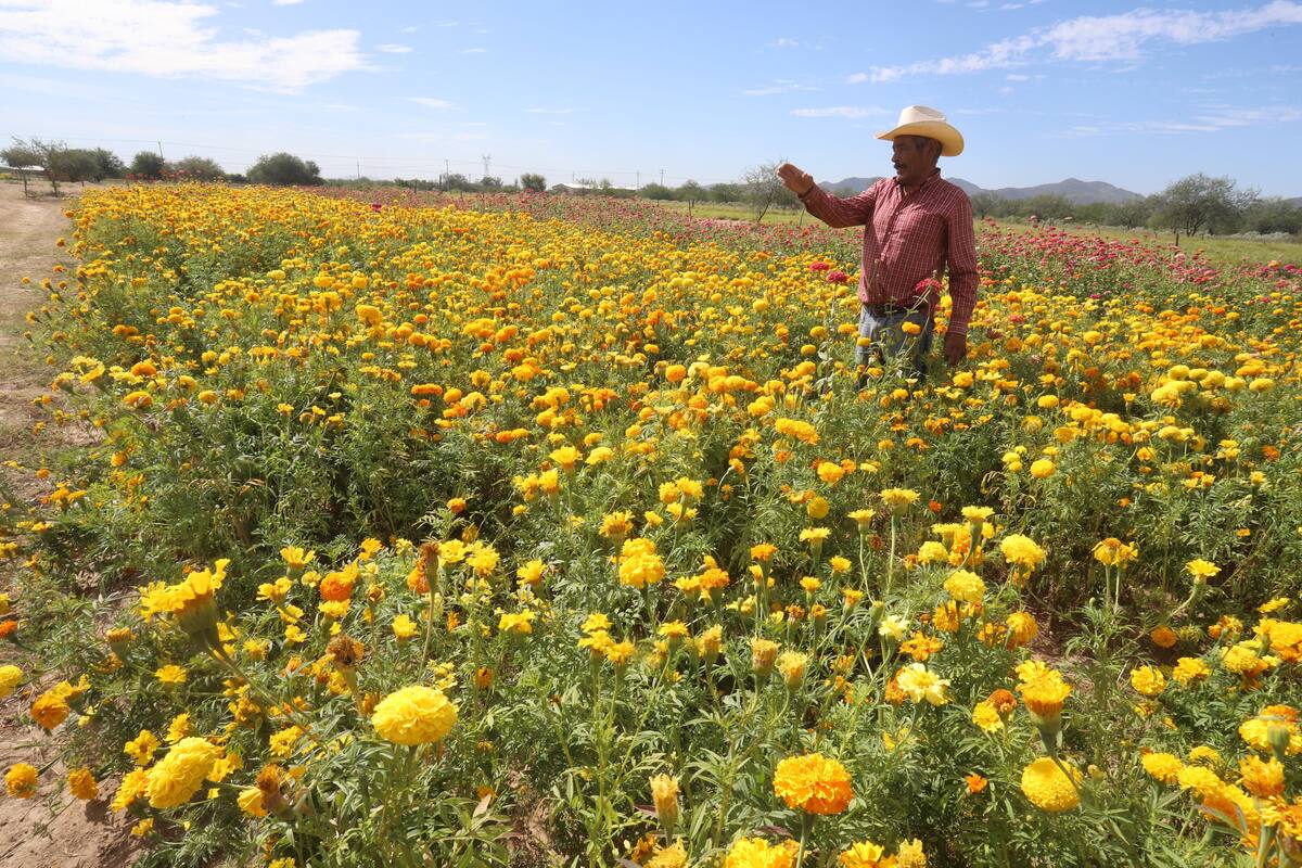 Sus flores le recuerdan a quienes ya no están