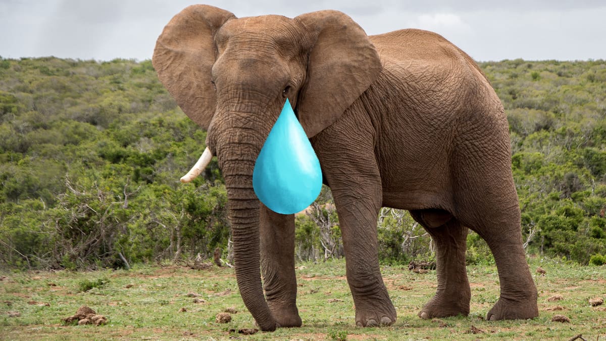 Hacer una carne asada requiere planificación, buena selección de cortes y manejo adecuado del carbón/Foto: Canva