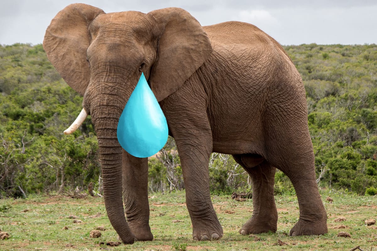 Animales con comportamientos sorprendentes: por ejemplo, pulpos que usan herramientas o elefantes que lloran