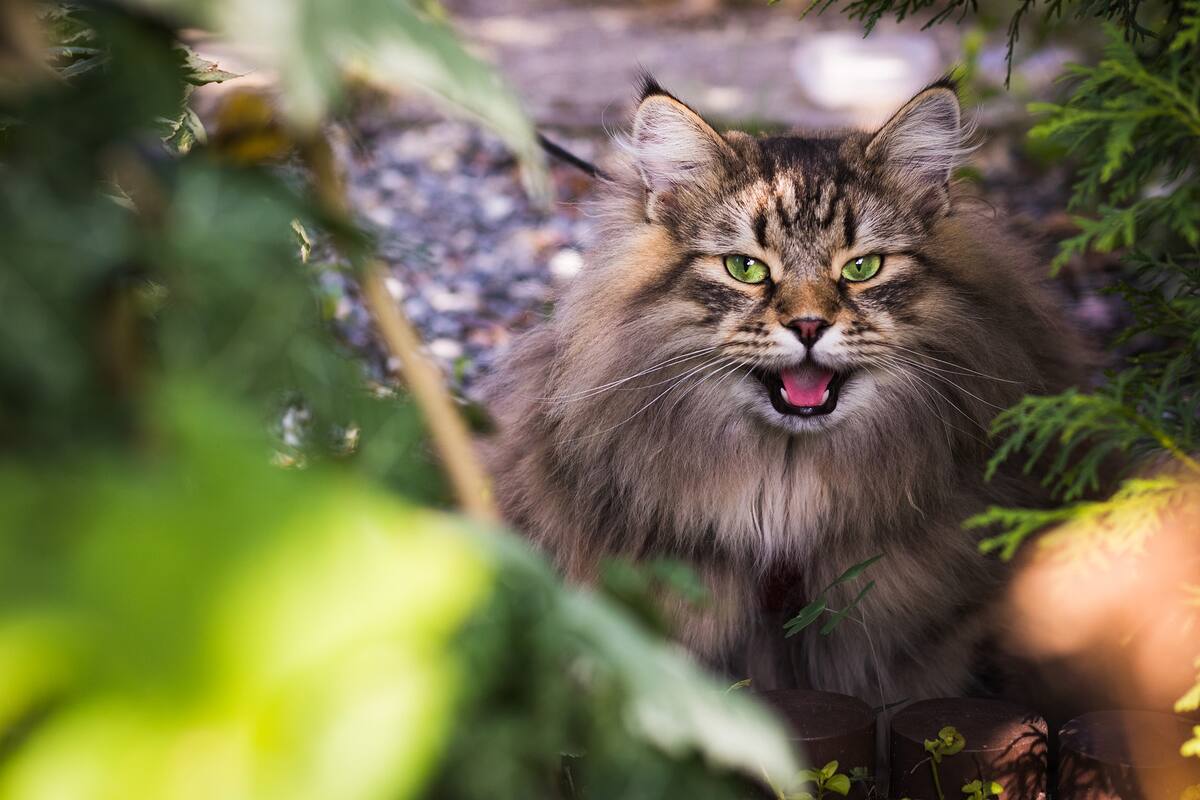 "Todos los gatos domésticos" presentan rasgos psicópatas: Científicos