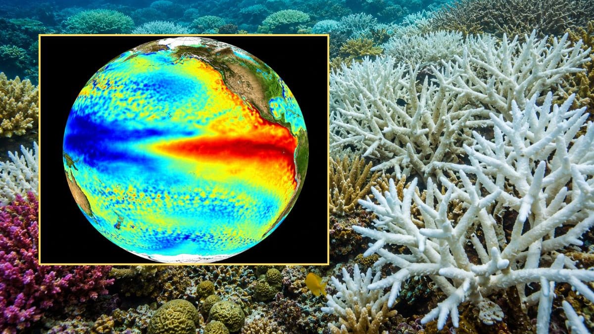‘El Niño’ podría provocar blanqueamiento global de corales: NOAA alerta alto riesgo en el Pacífico, Florida y el Caribe