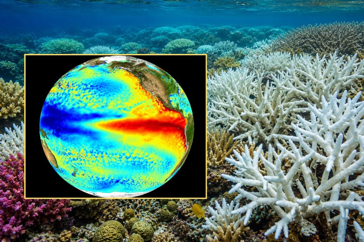 ‘El Niño’ podría provocar blanqueamiento global de corales: NOAA alerta alto riesgo en el Pacífico, Florida y el Caribe