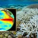 ‘El Niño’ podría provocar blanqueamiento global de los corales ante las altas temperaturas; NOAA alerta alto riesgo en el Pacífico, Florida y el Caribe