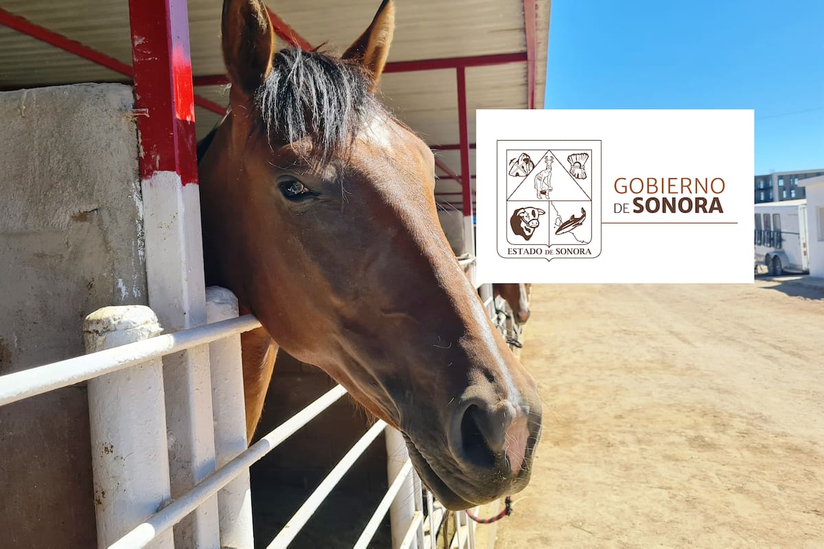 Ley de Protección y Bienestar Animal en Sonora: ¿Qué dice? Conoce las principales prohibiciones