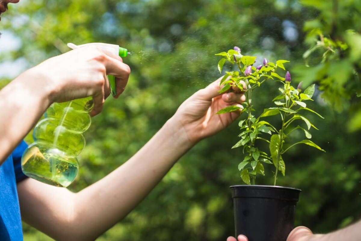 Consejos para limpiar las hojas de tus plantas con cerveza
