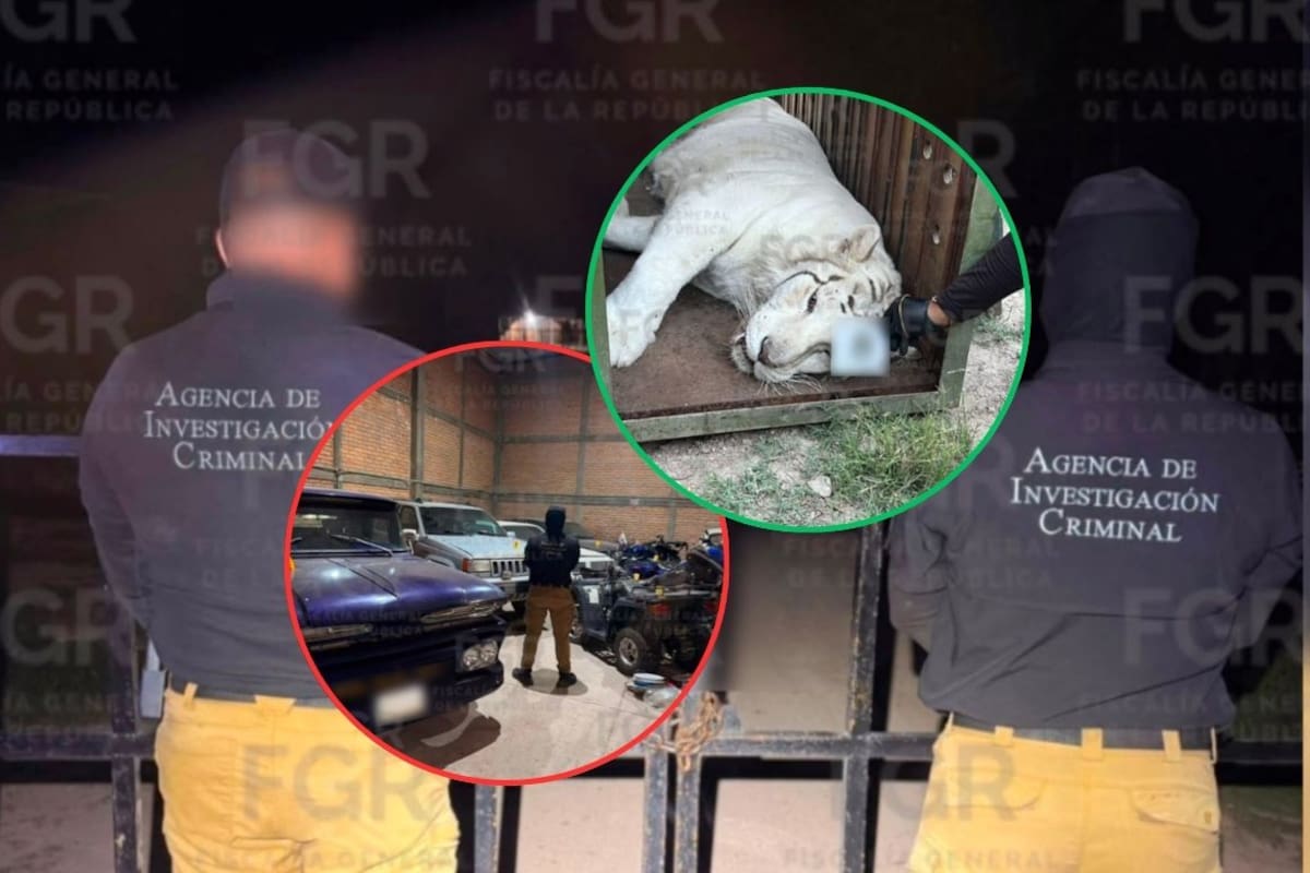 Aseguran tres tigres, un ocelote, un lince y 32 equinos en un solo cateo de la FGR en el municipio de Victoria de Durango