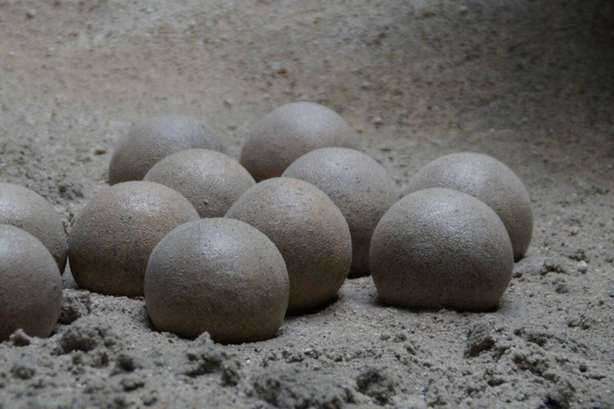 Niño encuentra nido de huevos de dinosaurio