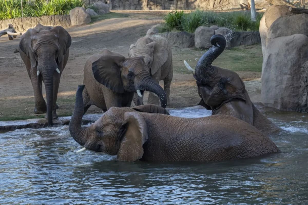 San Diego Zoo presenta Denny Sanford Elephant Valley para interactuar con elefantes