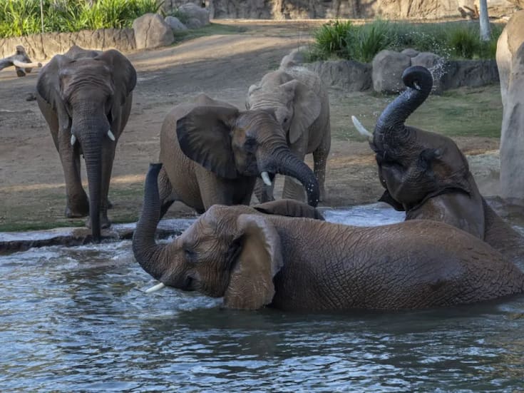 San Diego Zoo presenta Denny Sanford Elephant Valley para interactuar con elefantes