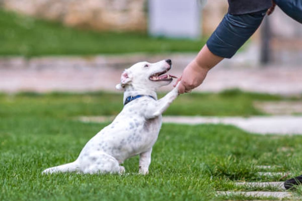 ¿Los perros son zurdos o diestros? Así puedes saber cuál es su pata dominante