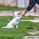 ¿Los perros son zurdos o diestros? Así puedes saber cuál es su pata dominante