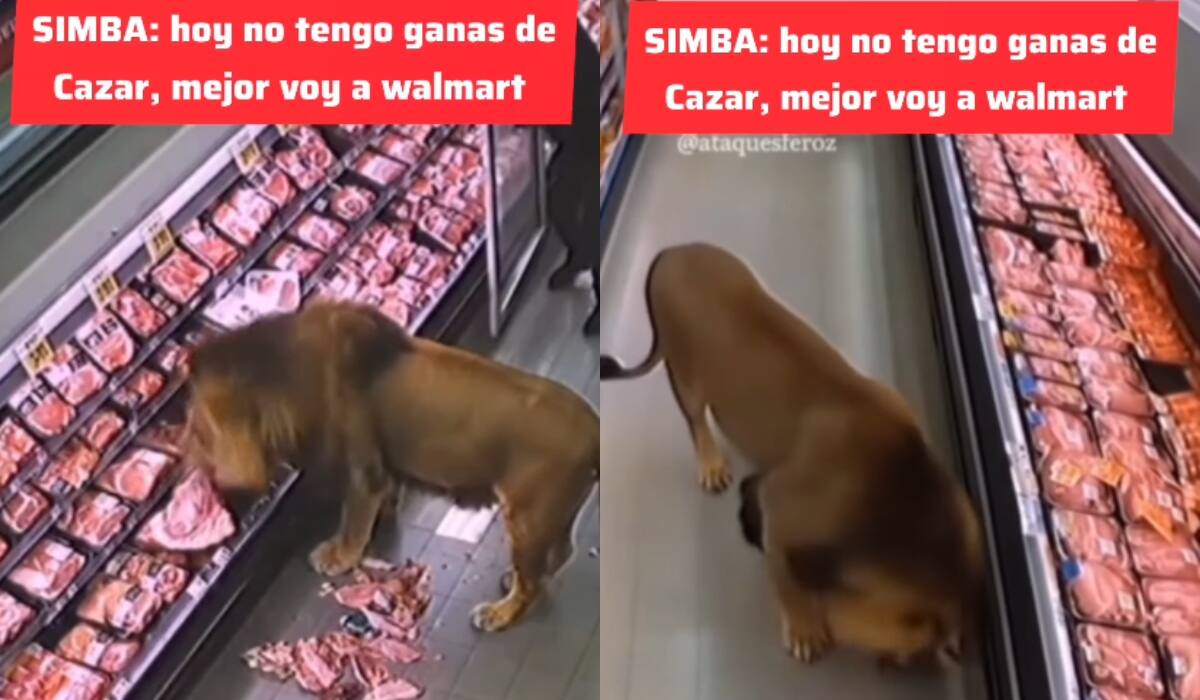 IMPRESIONANTE: Captan a león en pleno pasillo de carnes congeladas en supermercado y causa terror