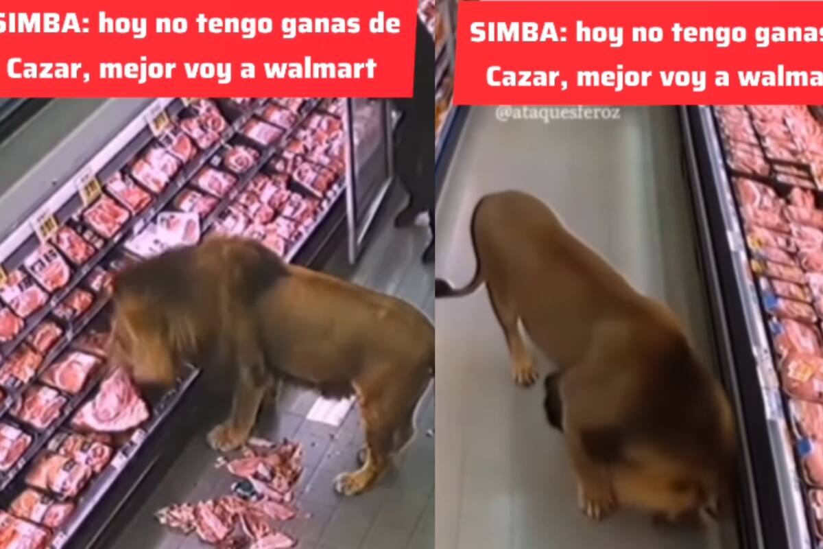 Impresionante: león aparece en el pasillo de carnes congeladas de un supermercado y desata el pánico