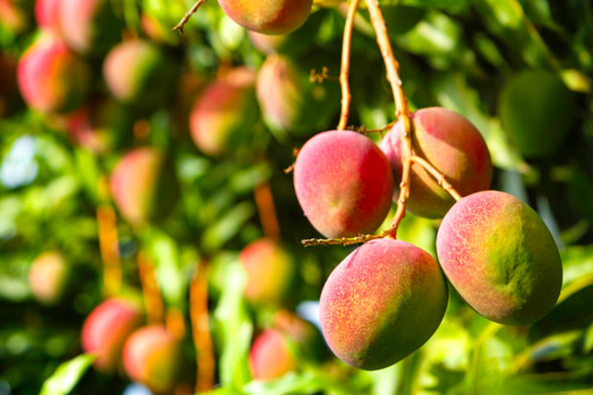 Aprende a cultivar un árbol de mango en casa