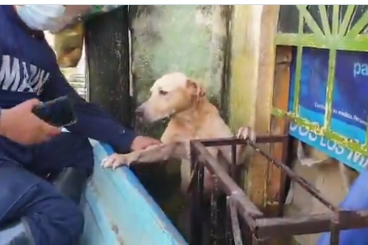Perrito rescatado en la inundación en Tabasco es adoptado por elementos de la Semar