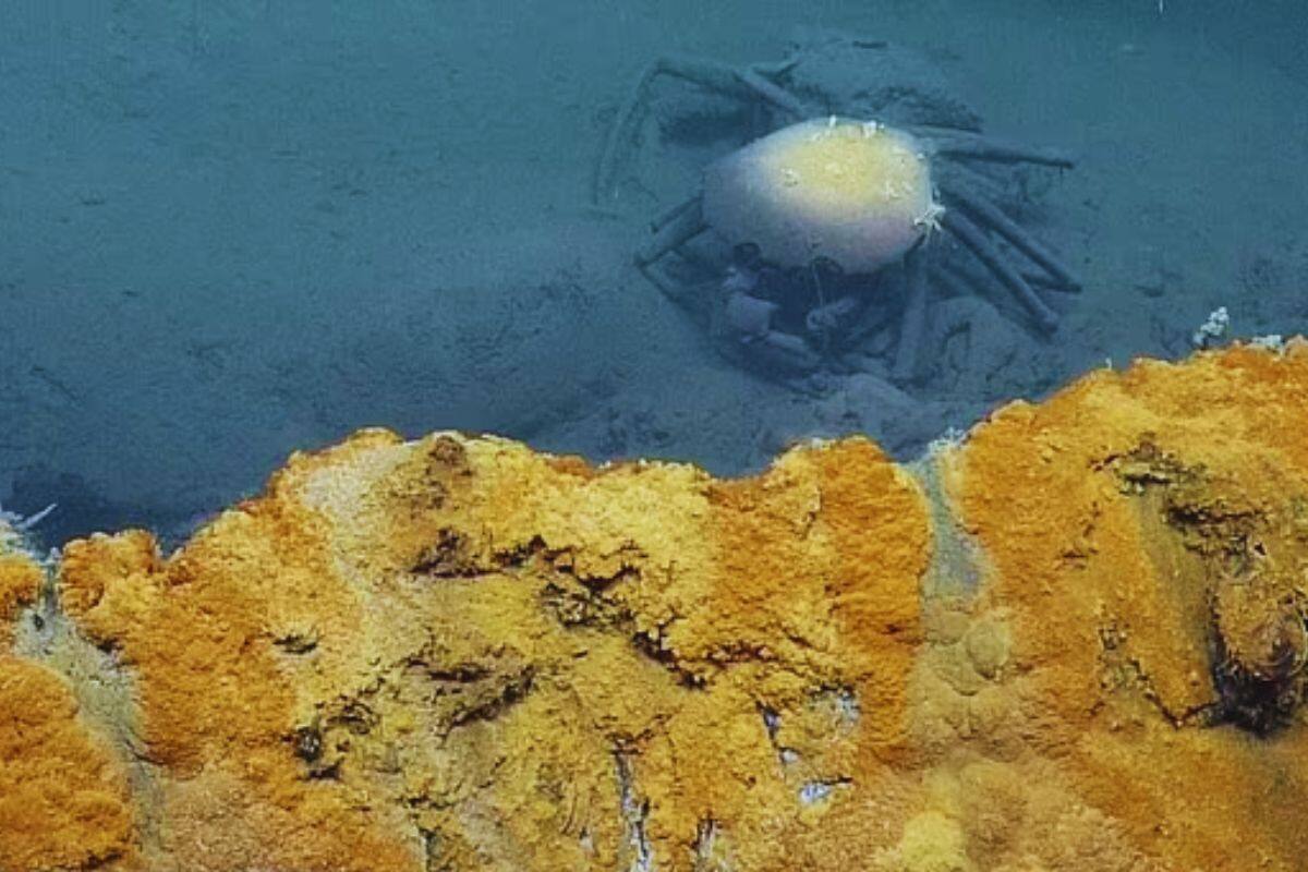 La piscina inofensiva a simple vista que mata casi todo lo que entra en ella en el Golfo de México