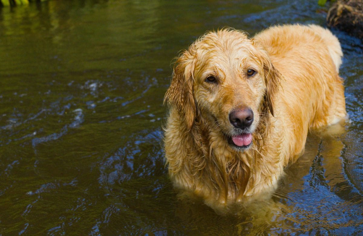 Mojar todo el cuerpo de tu perro cuando hace calor podría ser un error | Foto: Especial (canva)