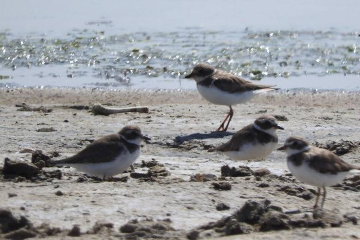 Investigadores advierten sobre el riesgo de construir en el Estero de Punta Banda