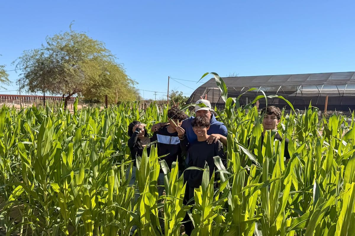 Estudiantes de la UES en San Luis Río Colorado logran cultivar maíz como parte de su formación