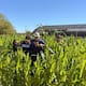 Estudiantes de la UES logran cultivar maíz