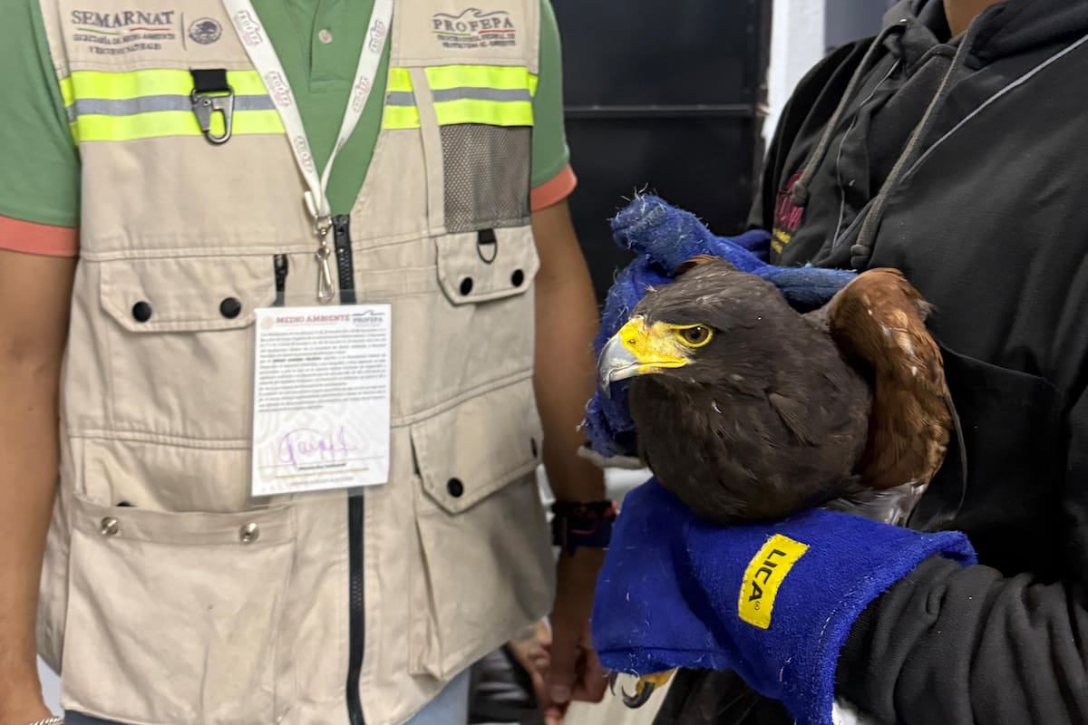 Aseguran en Hidalgo cuatro aves silvestres sin documentación legal gracias a denuncias ciudadanas