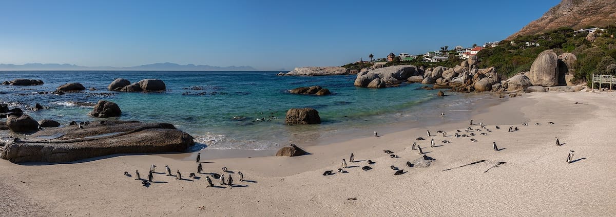 Pingüinos africanos en Boulders Beach, Simon’s Town, Sudáfrica. Foto: Diego Delso, delso.photo / Wikimedia Commons / CC BY-SA 4.0