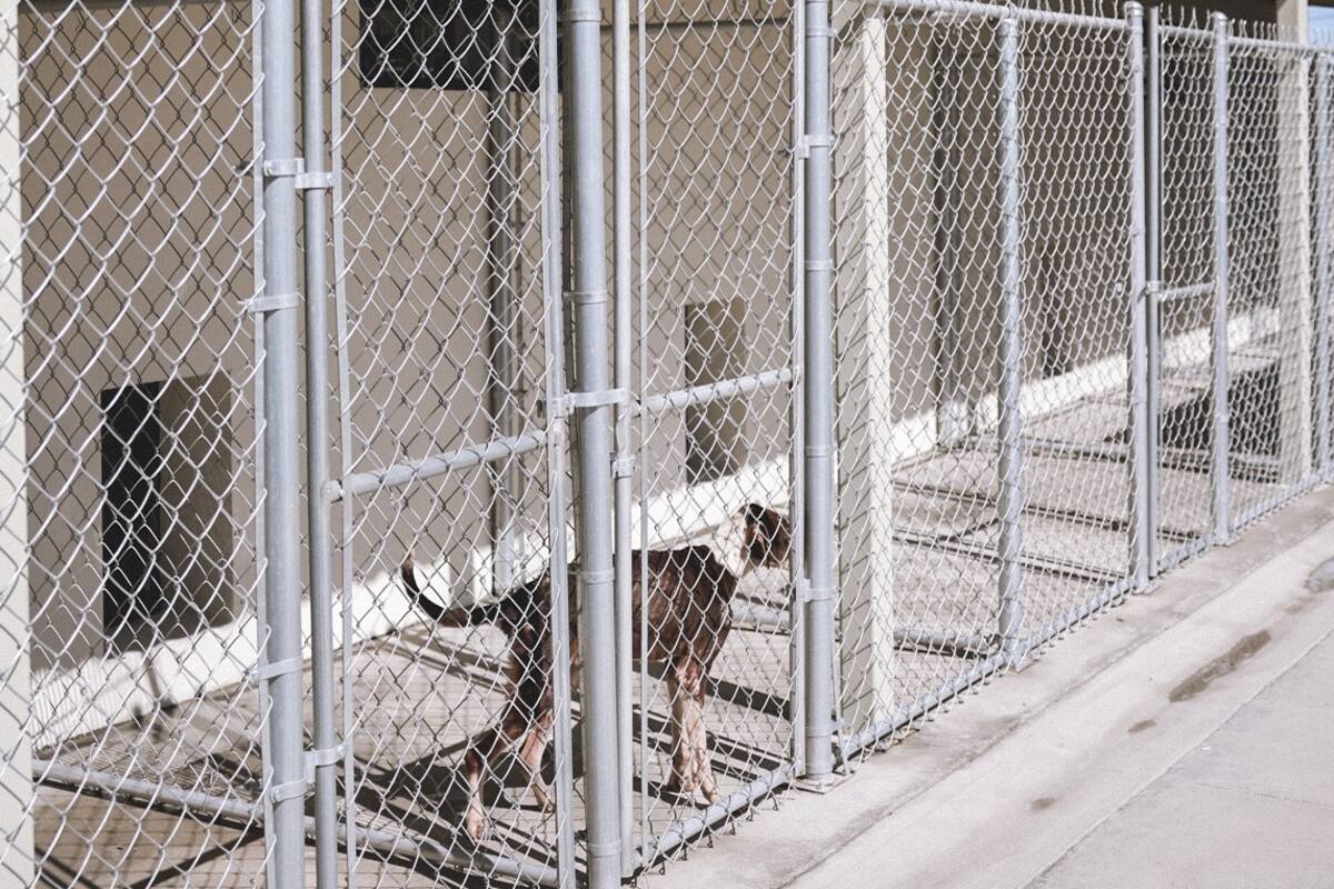 Fueron asegurados perros que atacaron a persona de la tercera edad