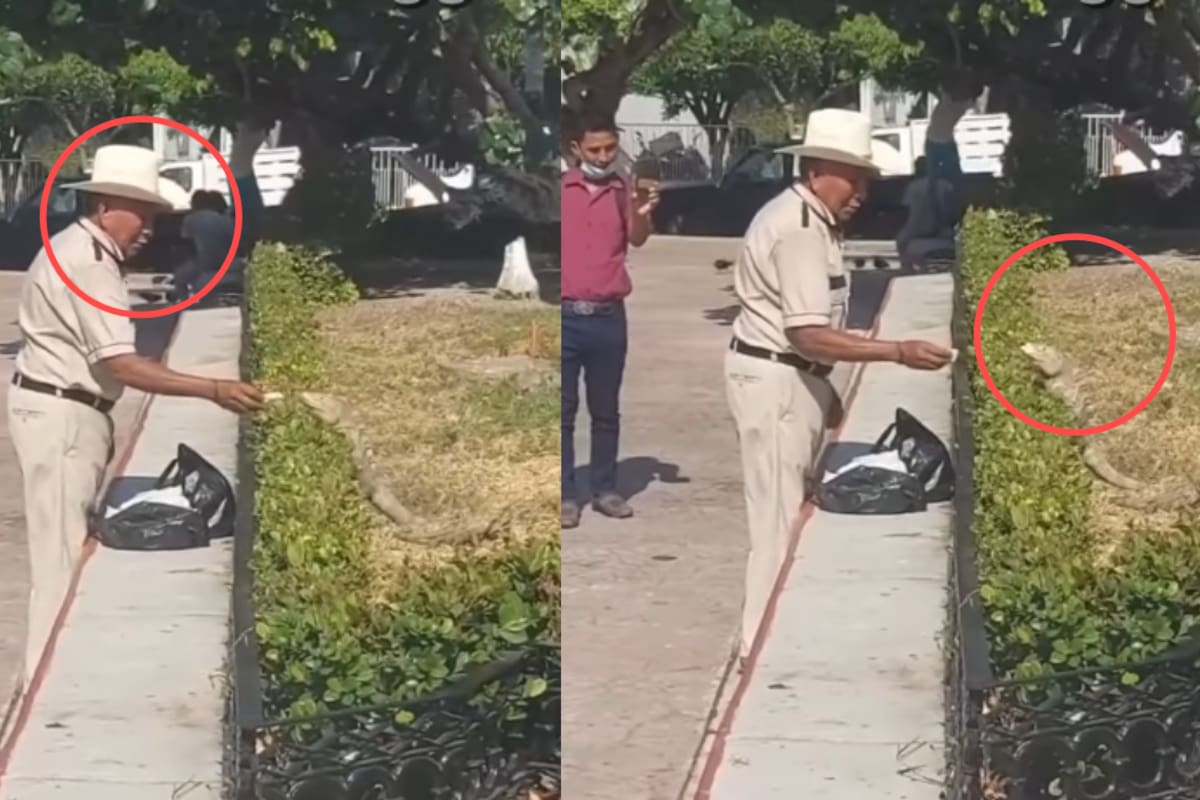 Adulto mayor alimenta a un lagarto con tortilla y causa sensación en redes