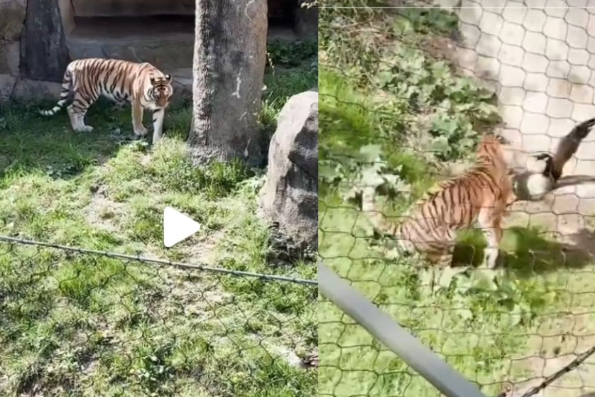 Pato se viraliza por ganarle a un tigre en una pelea
