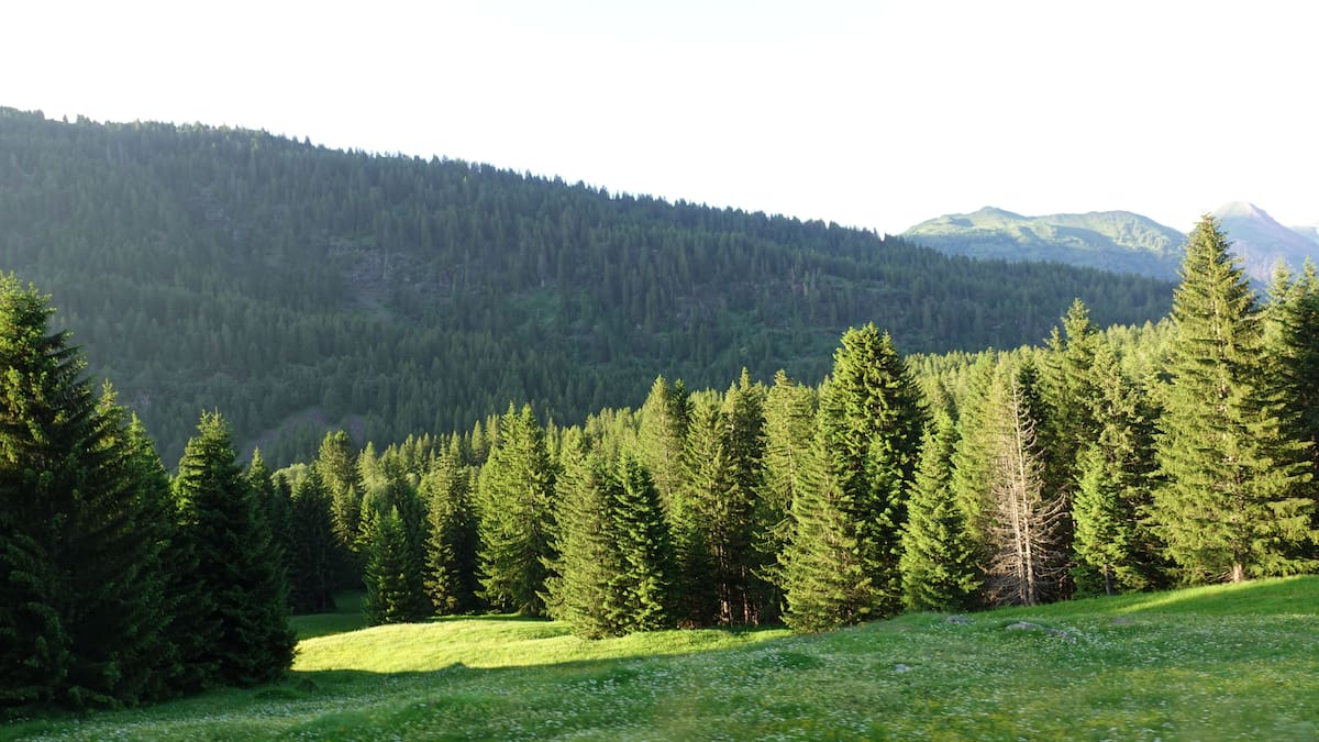 El análisis de polen permitió reconstruir el paisaje de estepa y bosques de pino que rodeaba la cueva. Foto: Pexels