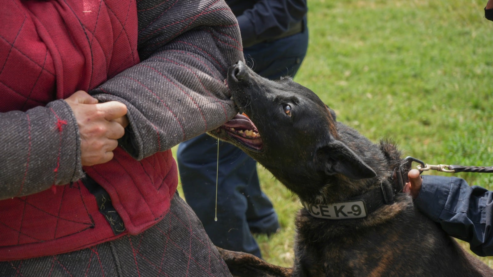 Los agentes reforzaron conocimientos en detección de narcóticos, búsqueda y rastreo de personas, obediencia y control canino, así como protección del manejador. Foto: Cortesía
