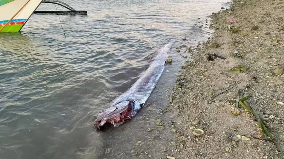 El pez remo encontrado a pocos kilómetros de Taiwán antes del sismo Brenjeng Caayon vía Pen News.