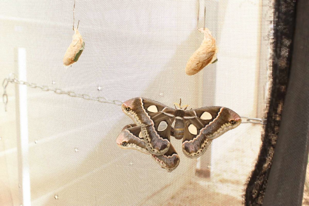 Nace la primera pareja de polillas cuatro espejos del año. / Mariposario Yo'o Joara "Baisebolim Toosa".