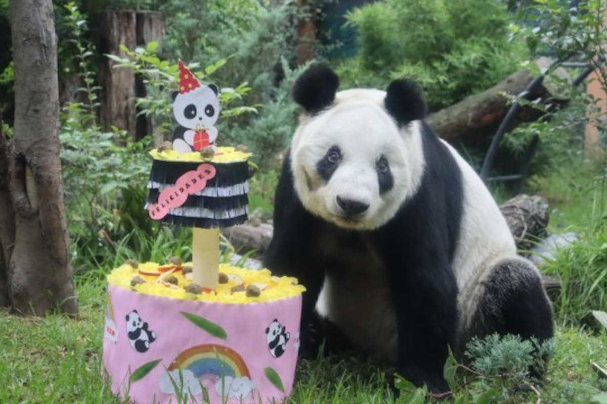 Xin Xin, la panda gigante de Chapultepec, celebra 35 años este 1 de julio