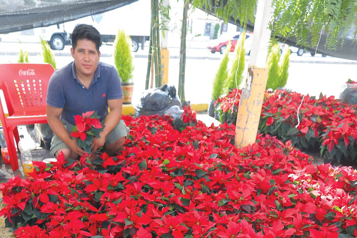 Curiosidades sobre la flor de Nochebuena que no sabías