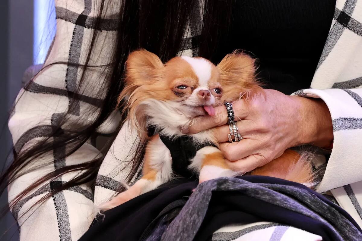 Pilaf, el pequeño compañero de Demi Moore