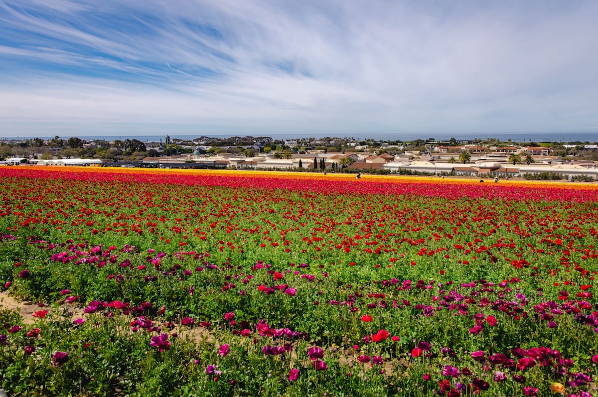 “The Flower Fields”